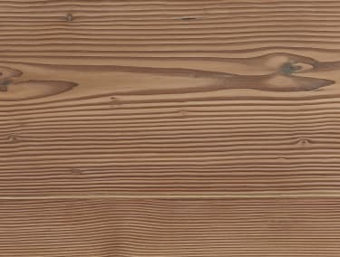 Forest Douglas Fir